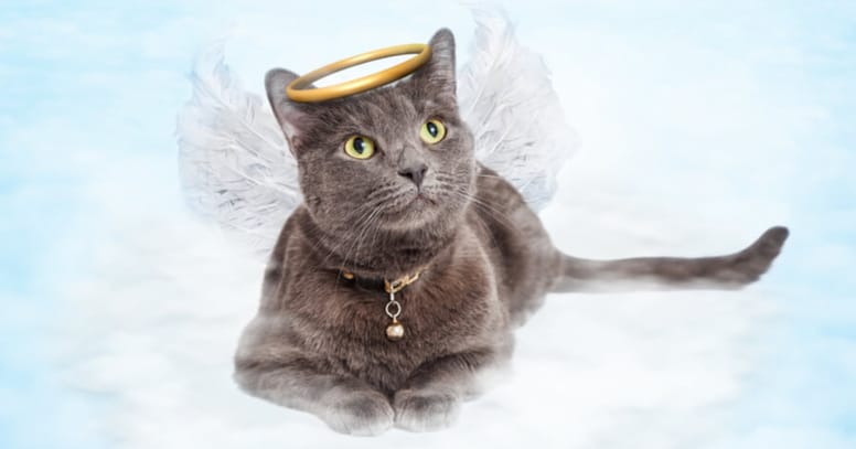 Cat angel waiting in heaven