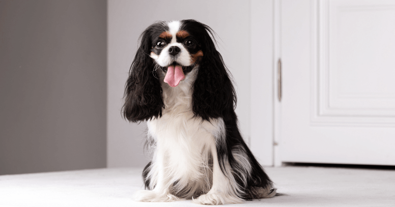 cavalier king charles spaniel panting