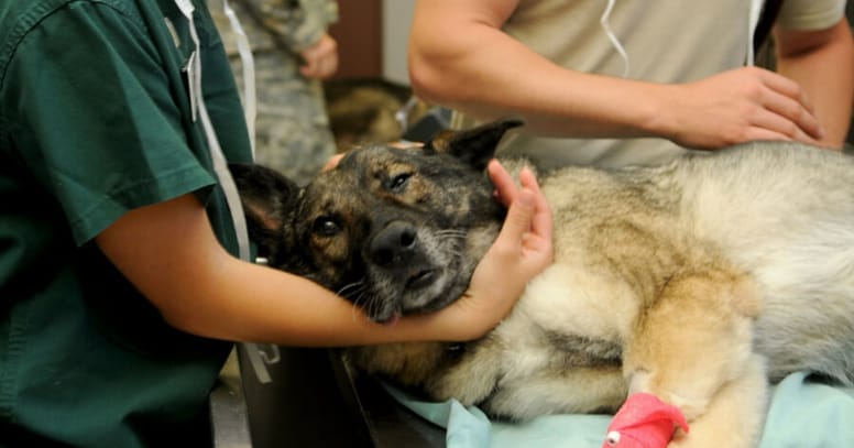 Dog gets treatment at the vet