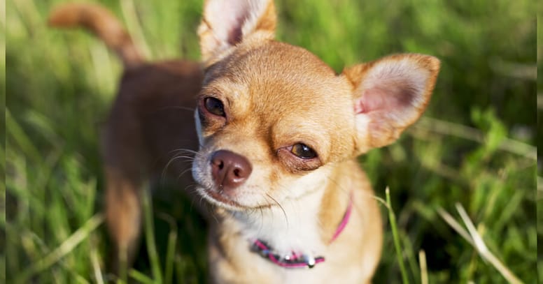 cream chihuahua standing in grass