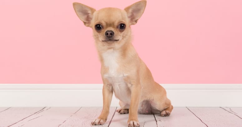 chihuahua on pink background