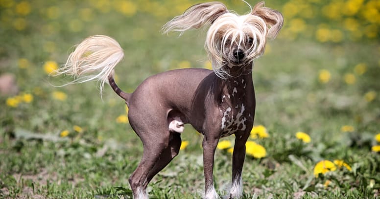 The Chinese Crested dog 