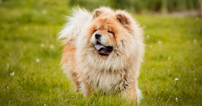 The Chow Chow dog