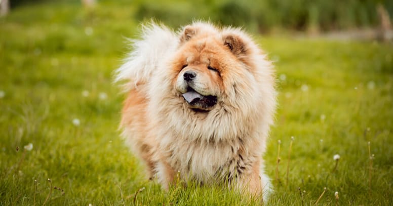 The top 10 of big fluffy dogs