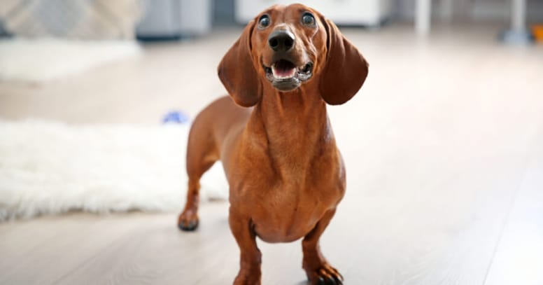 brown dachshund standing in home