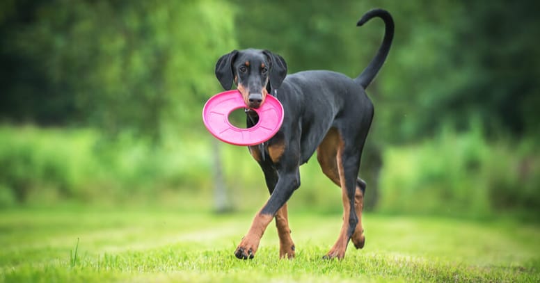 doberman playing with pink frisbee