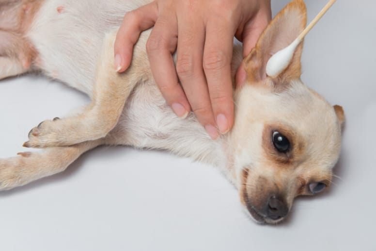 Chihuahua with dog ear problems and treatment