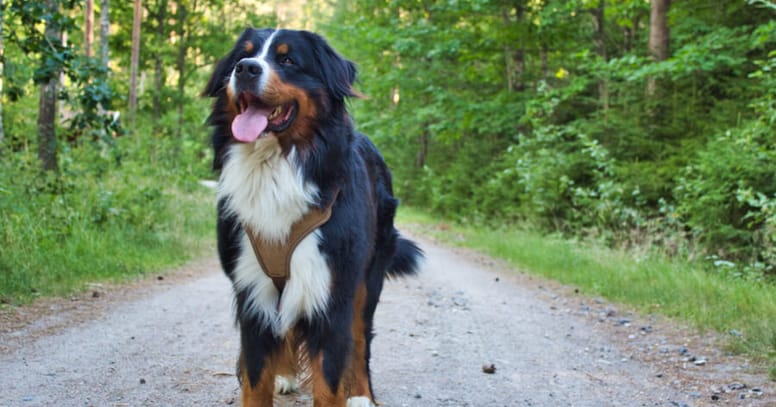 Bernese mountain dog