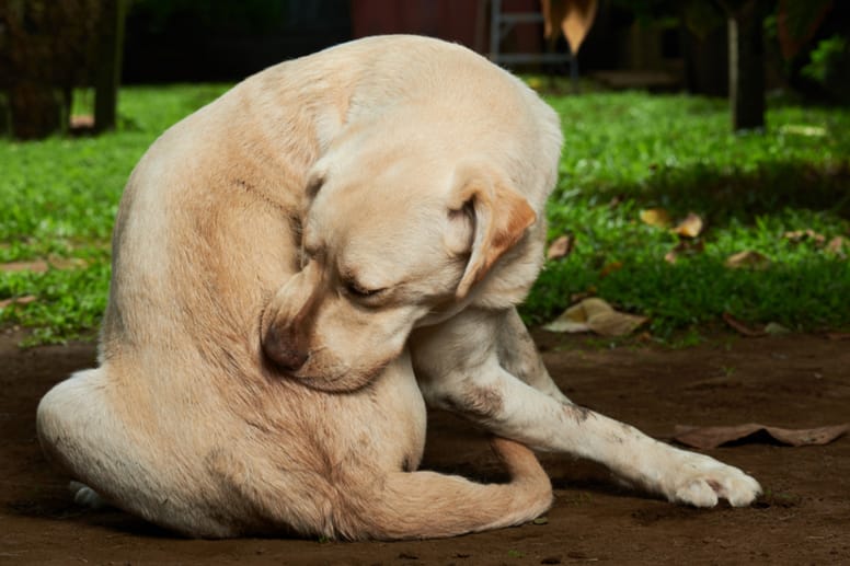 Labrador scratching