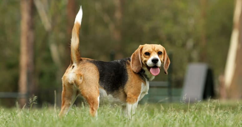 Beagle with his tail straight up