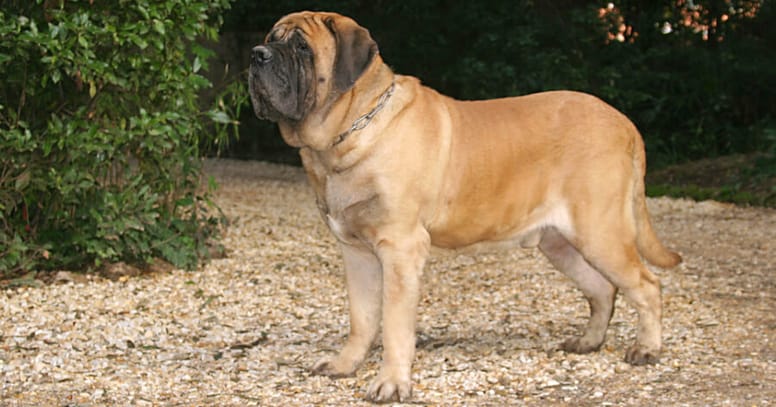 English Mastiff dog