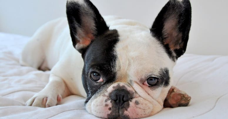 black and white french bulldog on bed