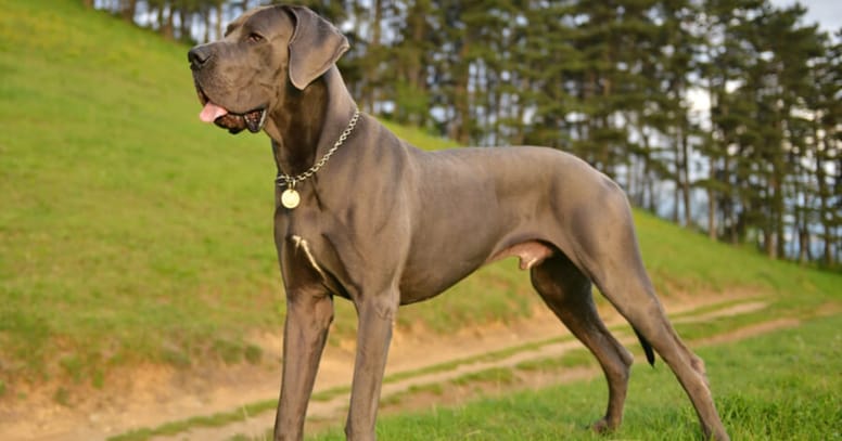 grey great dane standing in grass