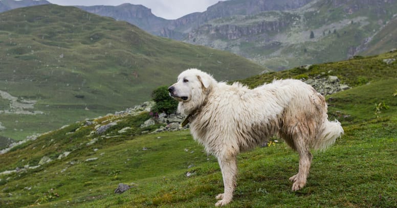 great pyrenees overlooking mountain