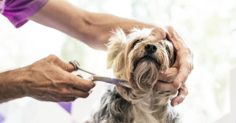 yorkie being trimmed by groomer