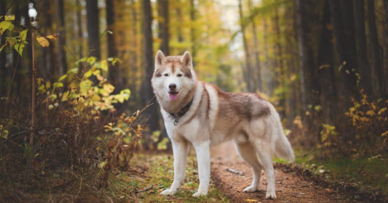 husky standing in forest