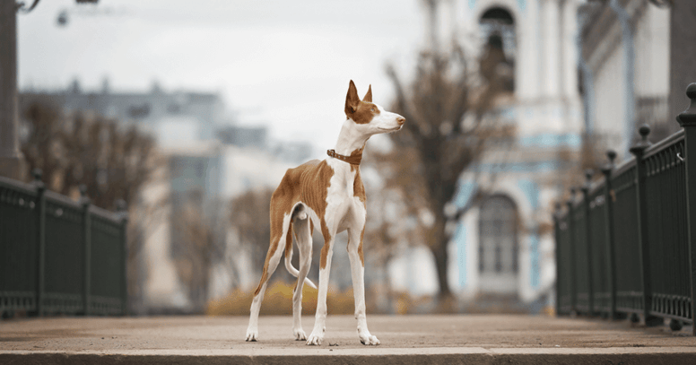 ibizan hound standing in city