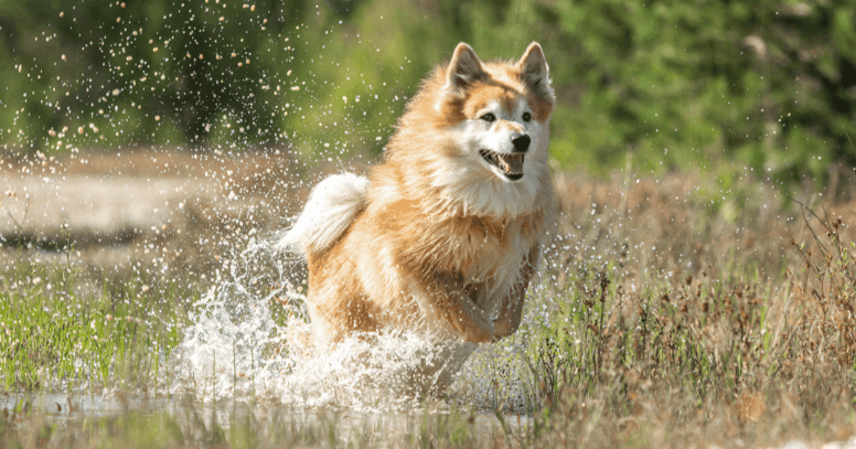 Iceland Dog corre sull'acqua