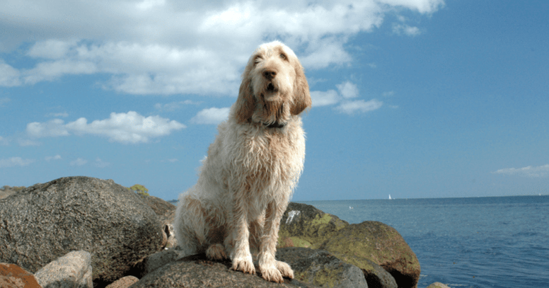 italian spinone sitting next to sea