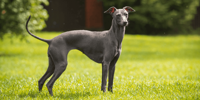 grey italian greyhound standing in grass