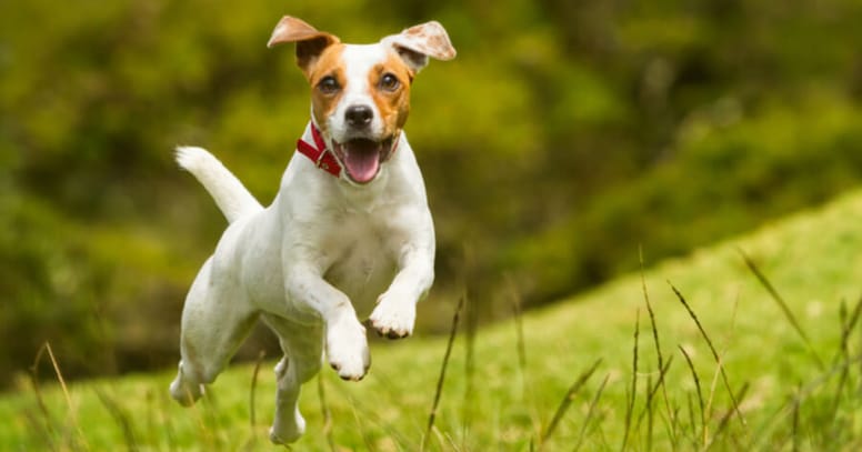 jack russell running in the grass