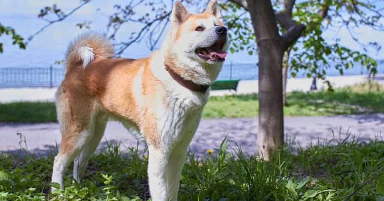 Akita Inu standing under tree