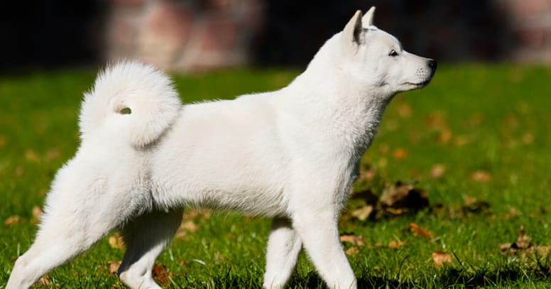 hokkaido inu trotting on grass