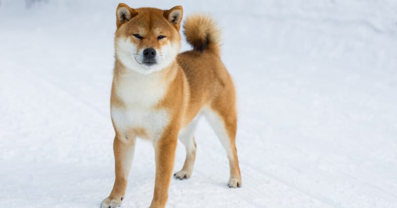 shiba inu standing on snow