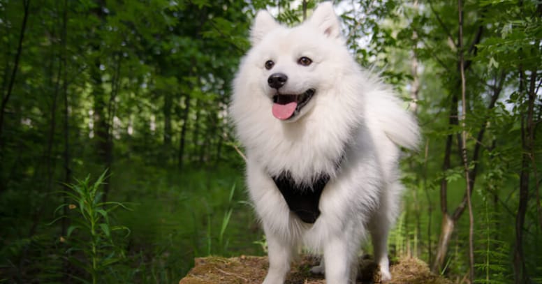 japanese spitz wearing harness and standing in forest