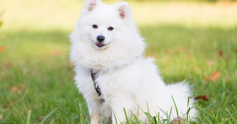 The Japanese Spitz dog