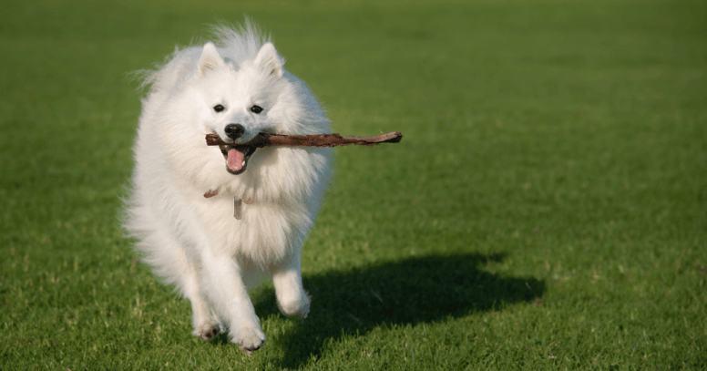 japanese spitz running with stick in its mouth