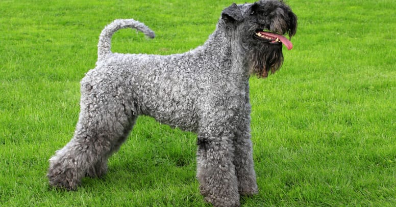 The Kerry blue terrier dog