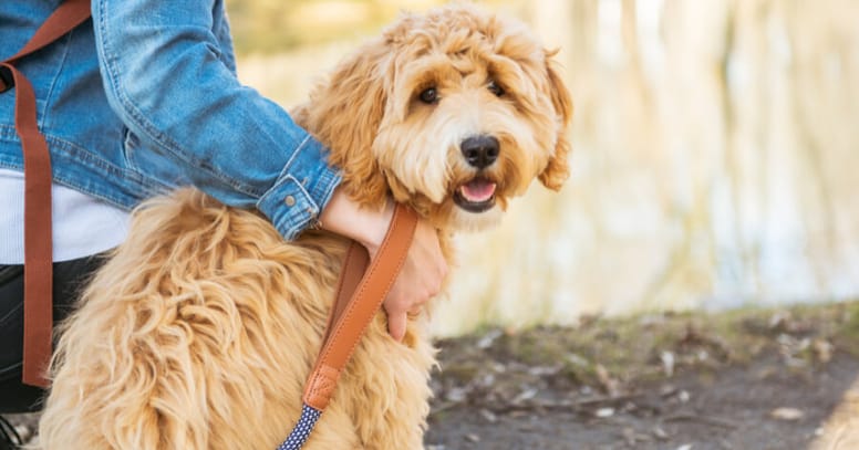 The Labradoodle dog