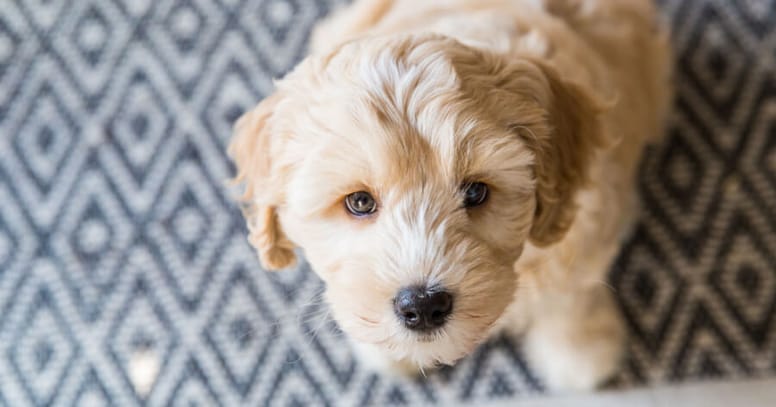 The Labradoodle puppy