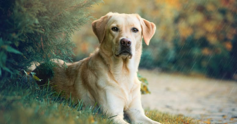 The labrador gun dog breed