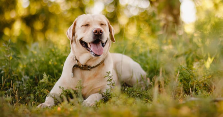 labrador laying in forest