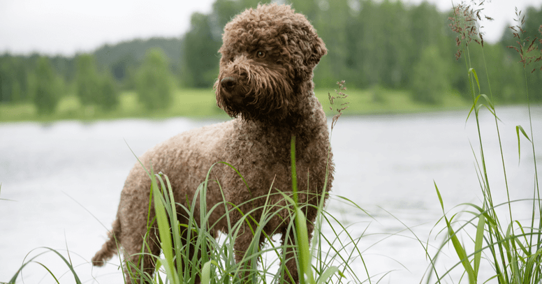 lagotto romagnolo standing next to lake