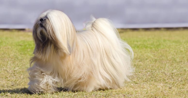 lhasa apso running in grass