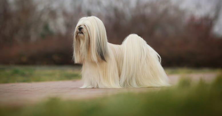 lhasa apso standing in grass