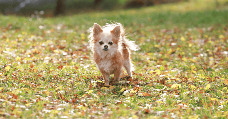 Chihuahua a pelo lungo sul prato con foglie