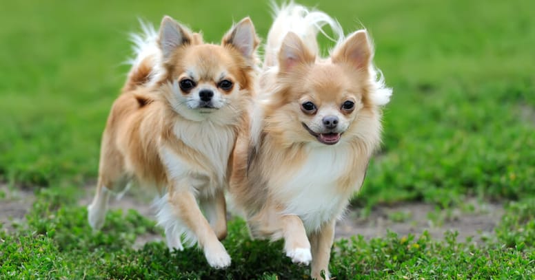 longhaired chihuahuas running in grass