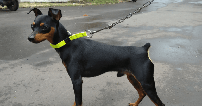 majorca ratter standing at end of leash