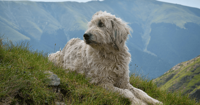 mioritic shepherd on mountain top