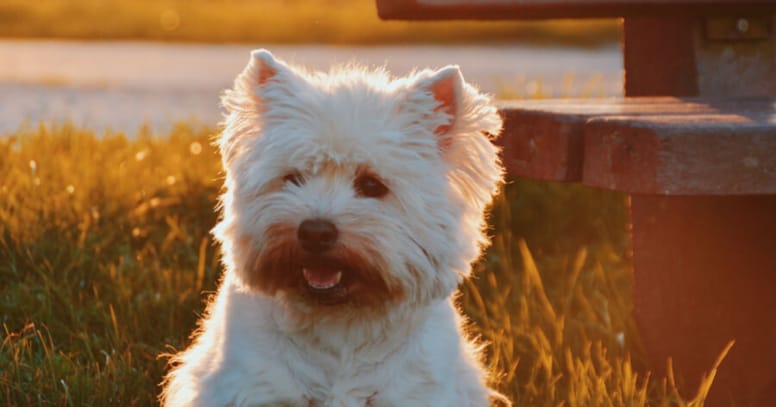 westie dog outside by sunset