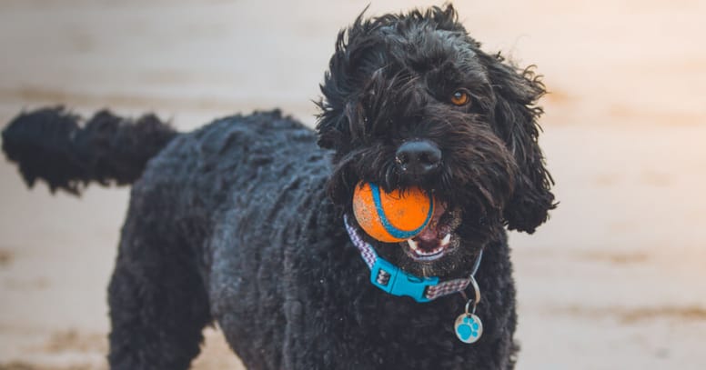 Black dog with ball in his mouth