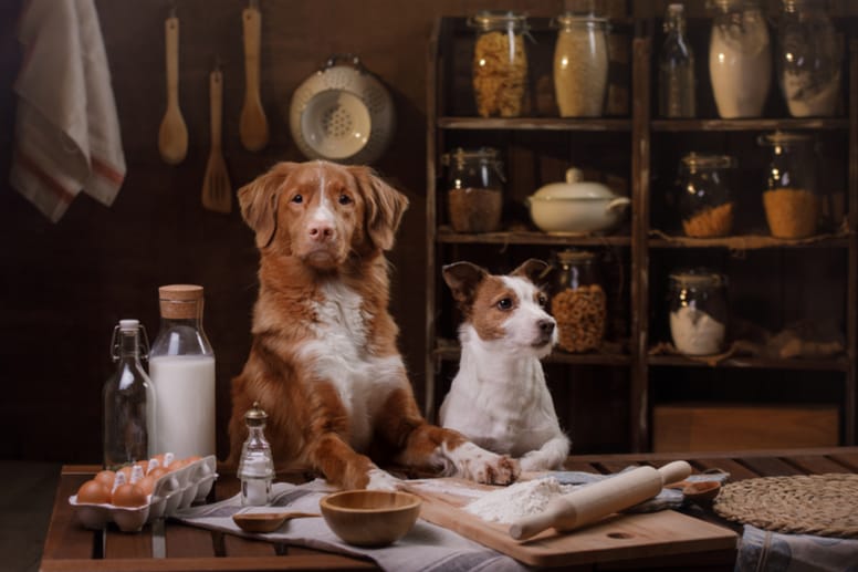 Two dogs in a kitchen