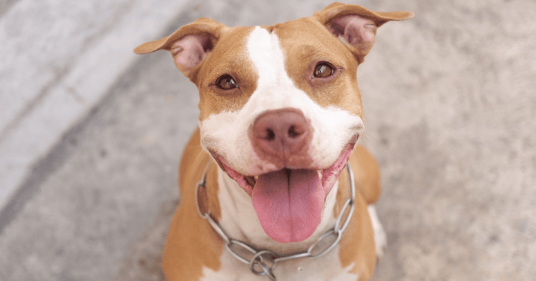 brown and white pitbull