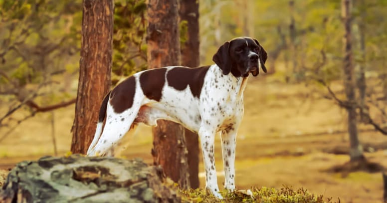 The pointer gun dog breed