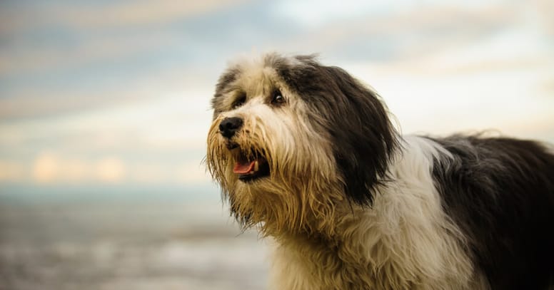 The Polish Lowland sheepdog dog 