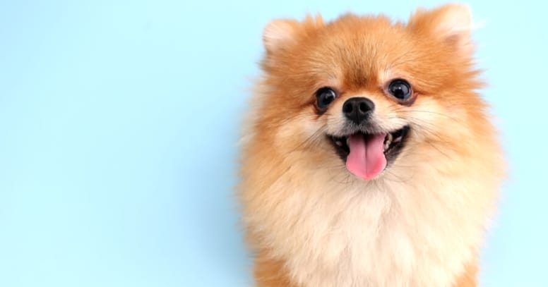 pomeranian in front of blue background